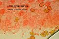 Conocybe albipes-amf492-micro